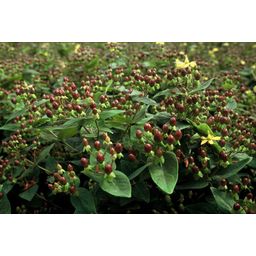Garden basics 24x Hypericum inodorum - ↕10-25cm - Ø9cm (50448)