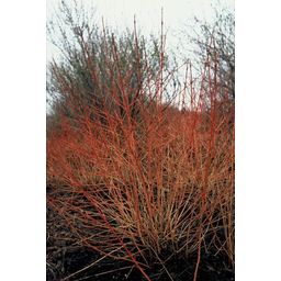Garden basics 6x Cornus sang. 'Midwinter Fire' - ↕10-25cm - Ø9cm (47672)