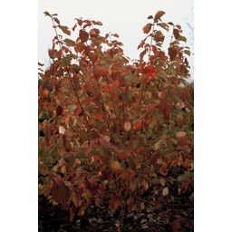 Garden basics 6x Cornus sang. 'Midwinter Fire' - ↕10-25cm - Ø9cm (47672)