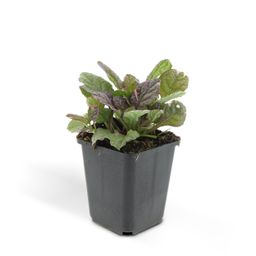 Garden basics 48x Ajuga reptans 'Burgundy Glow' - ↕10-25cm - Ø9cm (50361)