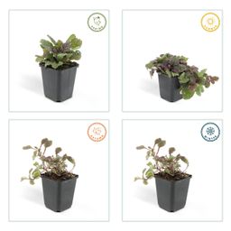Garden basics 48x Ajuga reptans 'Burgundy Glow' - ↕10-25cm - Ø9cm (50361)
