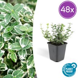 Garden basics 48x Euonymus fort. 'Emerald Gaiety' - ↕10-25cm - Ø9cm (50304)