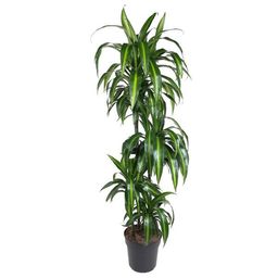 Dracaena Hawaiian Sunshine (35847)