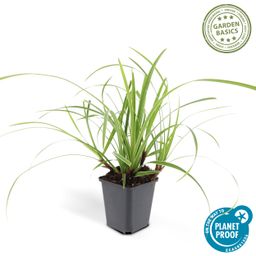 Garden basics 60x Carex morrowii 'Ice Dance' - ↕10-25cm - Ø9cm (47643)