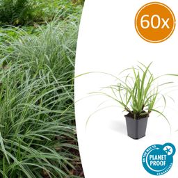 Garden basics 60x Carex morrowii 'Ice Dance' - ↕10-25cm - Ø9cm (47643)
