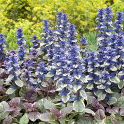 Garden basics 48x Ajuga reptans 'Burgundy Glow' - ↕10-25cm - Ø9cm (50361)