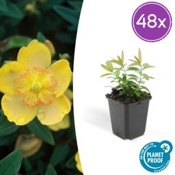 Garden basics 48x Hypericum calycinum - ↕10-25cm - Ø9cm (50329)