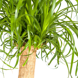 Beaucarnea Recurvata Stam met mand Ø24cm - ↕80 (48787)