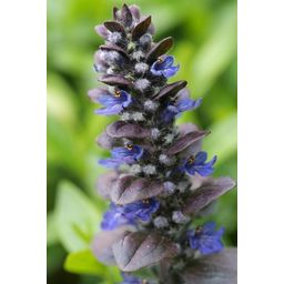 Garden basics 60x Ajuga reptans 'Catlin's Giant' - ↕10-25cm - Ø9cm (47578)