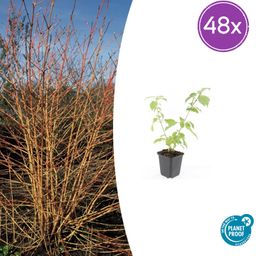 Garden basics 48x Cornus sang. 'Anny's Winter Orange' - ↕10-25cm - Ø9cm (50393)