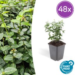 Garden basics 48x Euonymus fortunei radicans - ↕10-25cm - Ø9cm (50411)