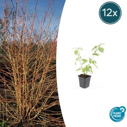 Garden basics 12x Cornus sang. 'Anny's Winter Orange' - ↕10-25cm - Ø9cm (47668)