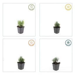 Garden basics 48x Lavandula ang. 'Dwarf Blue' - ↕10-25cm - Ø9cm (50459)
