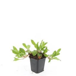 Garden basics 48x Persicaria aff. 'Darjeeling Red' - ↕10-25cm - Ø9cm (50509)