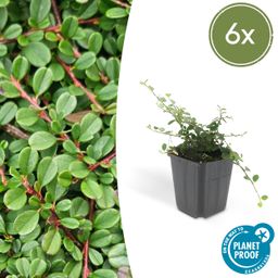 Garden basics 6x Cotoneaster pr. 'Streib's Findling' - ↕10-25cm - Ø9cm (46894)