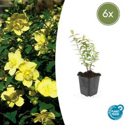 Garden basics 6x Hypericum 'Hidcote' - ↕10-25cm - Ø9cm (47831)