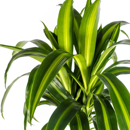 Dracaena Deremensis Hawaiian Sunshine met mand Ø24cm - ↕130 (48785)