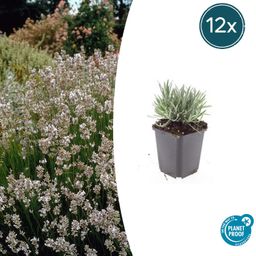 Garden basics 12x Lavandula int. 'Edelweiss' - ↕10-25cm - Ø9cm (47882)
