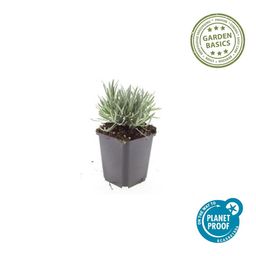 Garden basics 12x Lavandula int. 'Edelweiss' - ↕10-25cm - Ø9cm (47882)