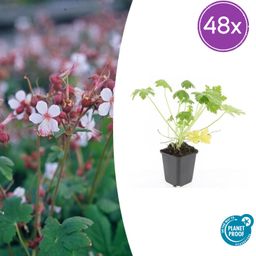 Garden basics 48x Geranium macr. 'Spessart' - ↕10-25cm - Ø9cm (50427)