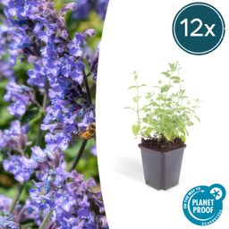 Garden basics 12x Nepeta 'Six Hills Giant' - ↕10-25cm - Ø9cm (47927)