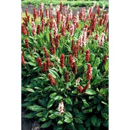 Garden basics 12x Persicaria aff. 'Darjeeling Red' - ↕10-25cm - Ø9cm (47956)