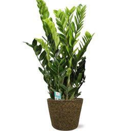 Zamioculcas Zamiifolia - Selin Pot D22x19cm - Zwart (43795)