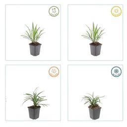 Garden basics 6x Liriope muscari 'Ingwersen' - ↕10-25cm - Ø9cm (47896)