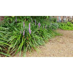 Garden basics 6x Liriope muscari 'Ingwersen' - ↕10-25cm - Ø9cm (47896)
