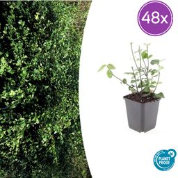 Garden basics 48x Euonymus fort. 'Coloratus' - ↕10-25cm - Ø9cm (50403)