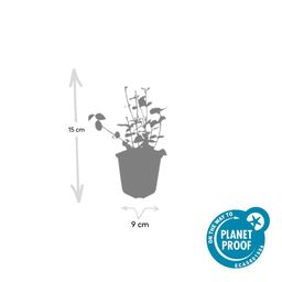 Garden basics 48x Euonymus fort. 'Coloratus' - ↕10-25cm - Ø9cm (50403)