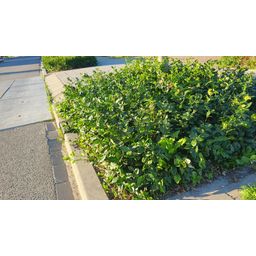Garden basics 48x Euonymus fort. 'Coloratus' - ↕10-25cm - Ø9cm (50403)