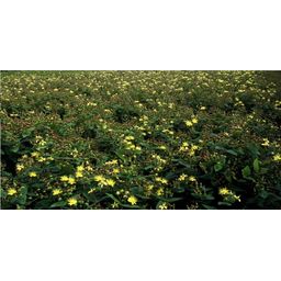 Garden basics 6x Hypericum inodorum 'Rheingold' - ↕10-25cm - Ø9cm (47846)
