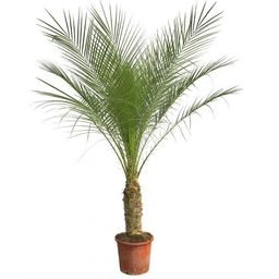 Phoenix Roebelenii op stam - 210cm (14127)