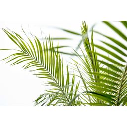 Phoenix Roebelenii op stam - 210cm (14127)