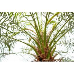 Phoenix Roebelenii op stam - 210cm (14127)