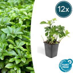 Garden basics 12x Pachysandra term. 'Green Carpet' - ↕10-25cm - Ø9cm (46960)