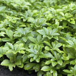 Garden basics 12x Pachysandra term. 'Green Carpet' - ↕10-25cm - Ø9cm (46960)