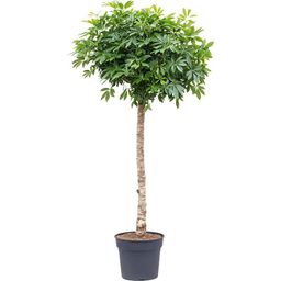 Schefflera op stam - 200cm - ø40 (8721055694014)