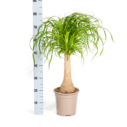 Beaucarnea Recurvata Stam met mand Ø21cm - ↕60 (48786)