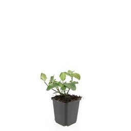 Garden basics 48x Euonymus fort. 'Dart's Blanket' - ↕10-25cm - Ø9cm (50405)