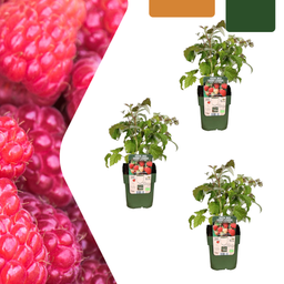 Premium basics 3 x biologische frambozenplanten - Ø 13 cm - ↨ 20 cm (48365)