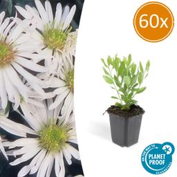 Garden basics 60x Aster ageratoides 'Ashvi' - ↕10-25cm - Ø9cm (47602)
