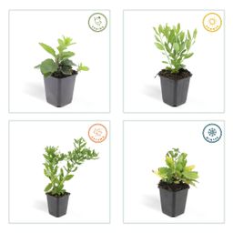 Garden basics 60x Aster ageratoides 'Ashvi' - ↕10-25cm - Ø9cm (47602)