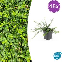 Garden basics 48x Euonymus fort. 'Minimus' - ↕10-25cm - Ø9cm (50409)