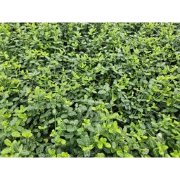 Garden basics 48x Euonymus fort. 'Minimus' - ↕10-25cm - Ø9cm (50409)
