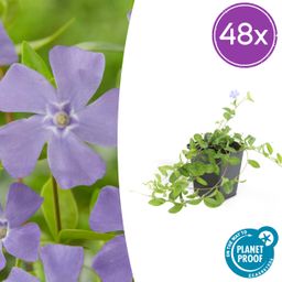 Garden basics 48x Vinca minor - ↕10-25cm - Ø9cm (50349)