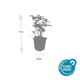 Garden basics 6x Fragaria vesca - ↕10-25cm - Ø9cm (47732)
