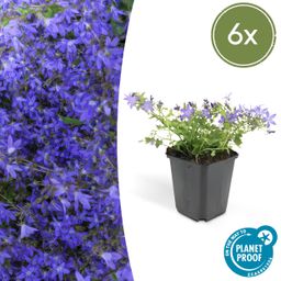 Garden basics 6x Campanula poscharskyana 'Stella' - ↕10-25cm - Ø9cm (47626)