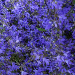 Garden basics 6x Campanula poscharskyana 'Stella' - ↕10-25cm - Ø9cm (47626)